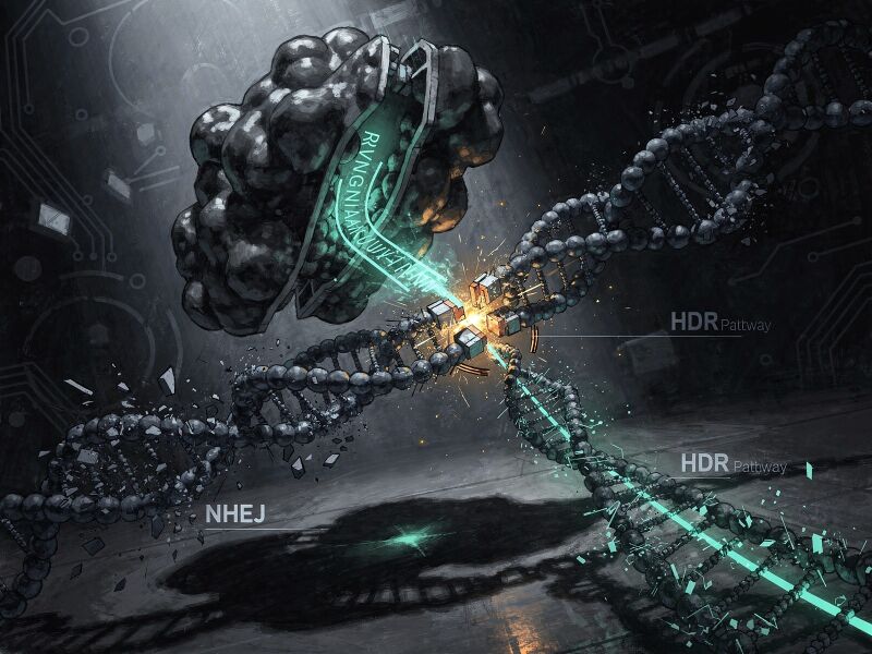 File:CRISPR-The-Cas9-enzyme-cuts-both-strands-of-DNA-f6a20bf4.jpg